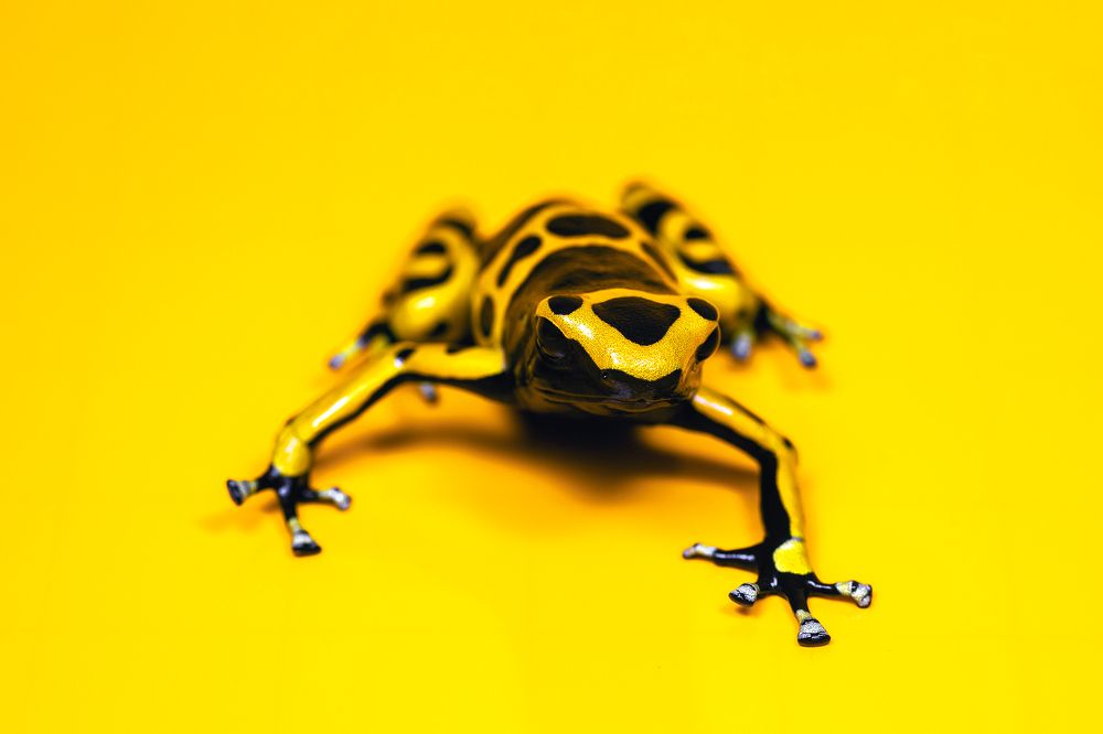 Photograph by Kevin Blackwell