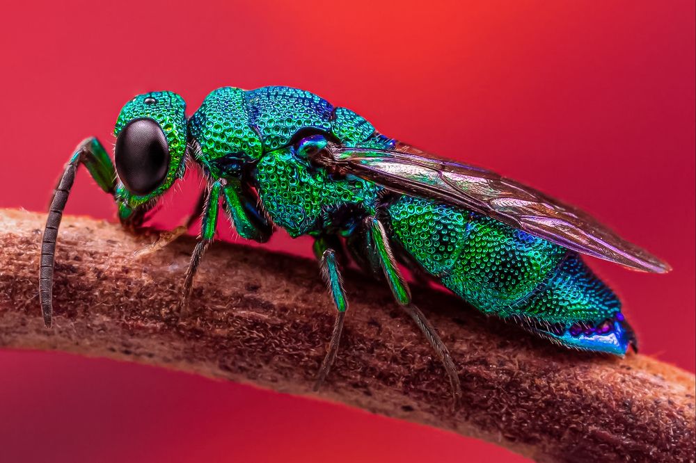 cuckoo wasp