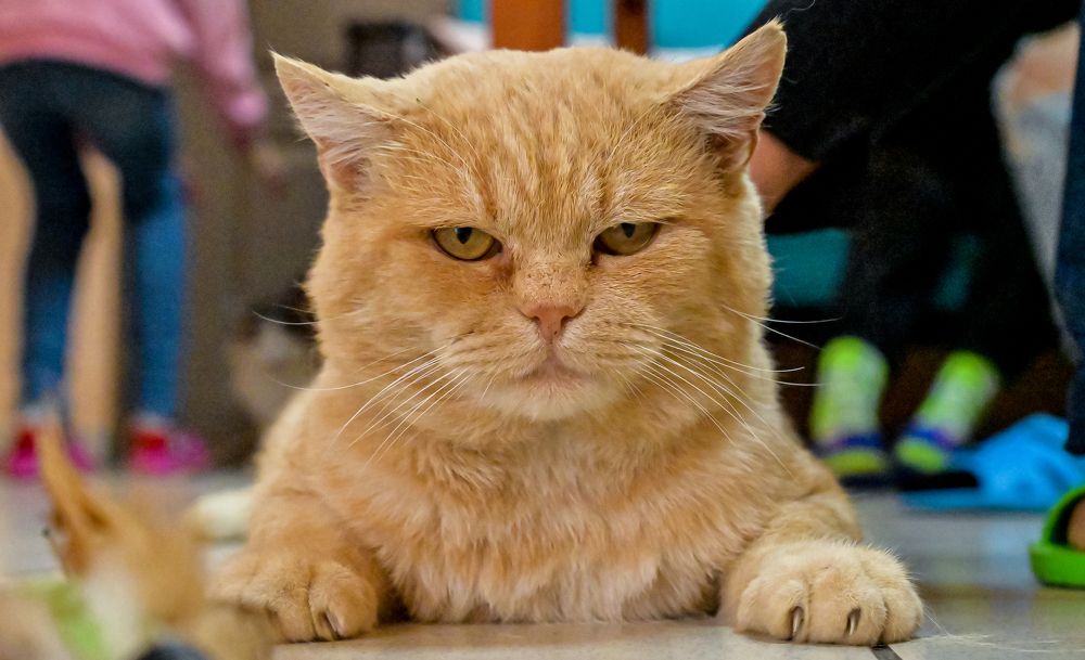 Photograph by Михаил Петрик