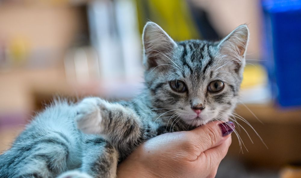 Фотография автора Михаил Петрик