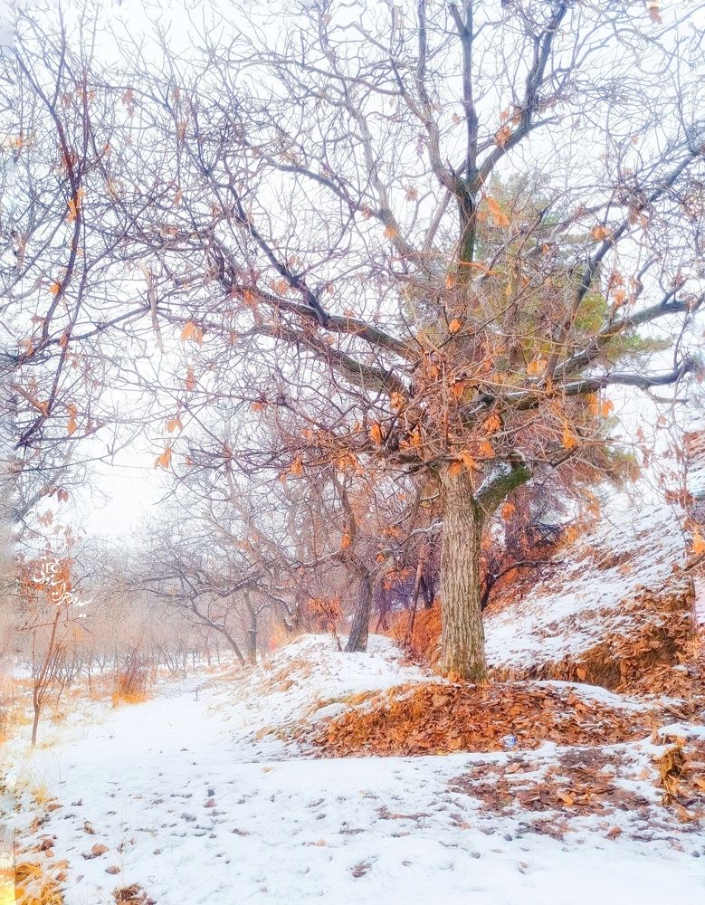 Фотография автора Zahra Seyedmorti