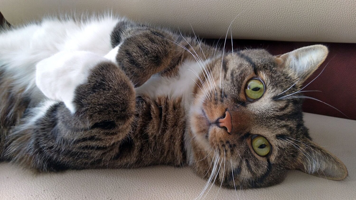 Photo #8682459
