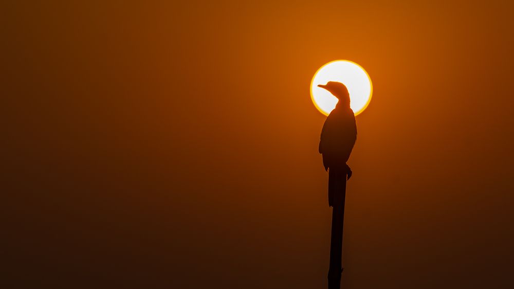 Bird Eclipse