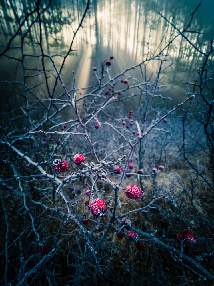 Photograph by Радослав Сотиров