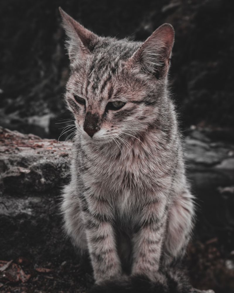 Фотография автора SKS