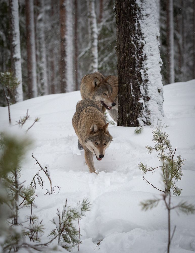 Друзья и соперники