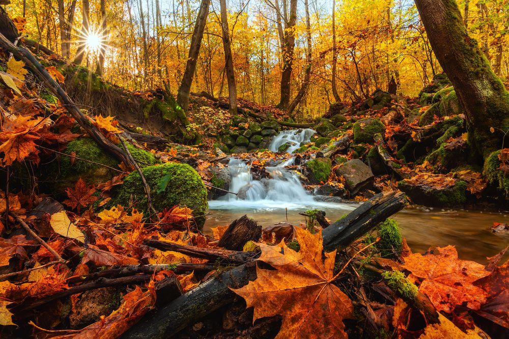 Фотография автора Майя Афзаал