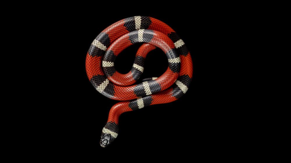 Photograph by Kevin Blackwell