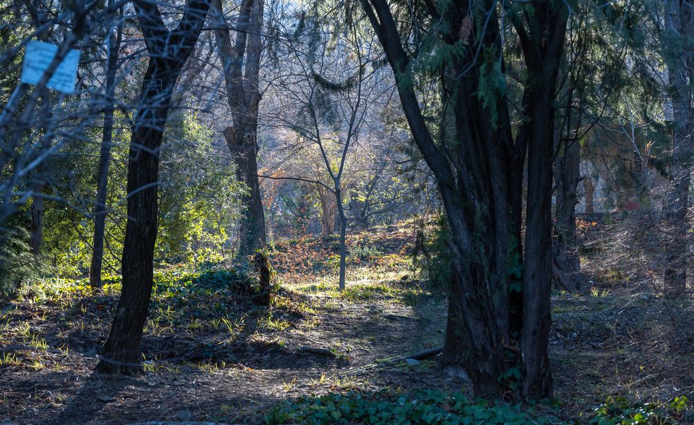 Фотография автора Андрей Симонов