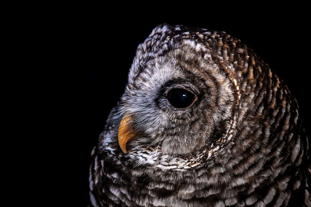 Photograph by Kevin Blackwell