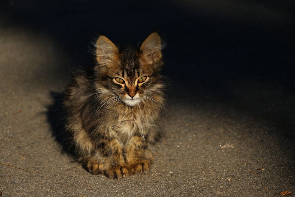 Photograph by Геннадий Натье (Игнатьев)