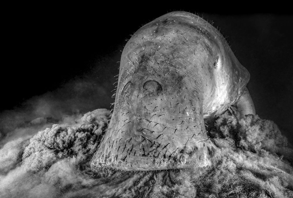 Photograph by Francis Glassup