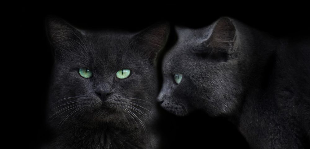 Cats