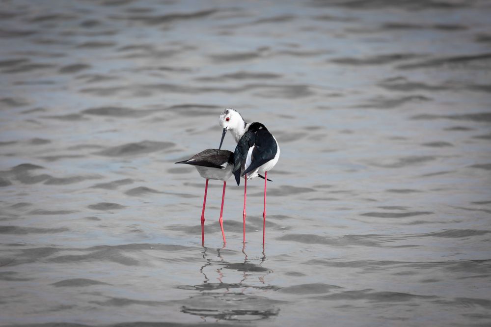 Куликова любовь