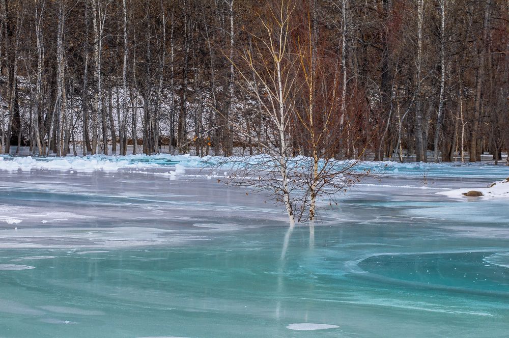 Весна на Алтае.