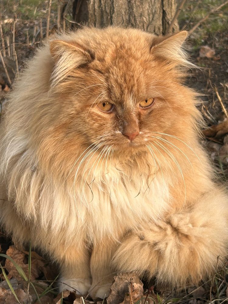 Фотография автора Ирина Якущенко