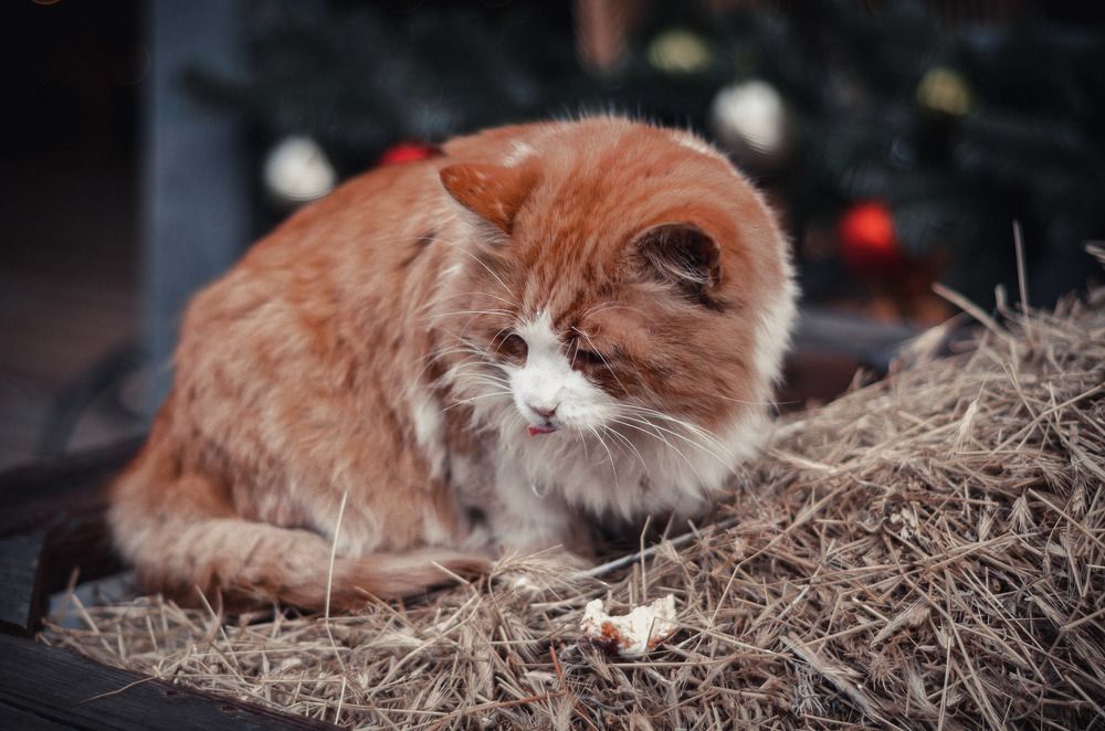 Фотография автора Вадим