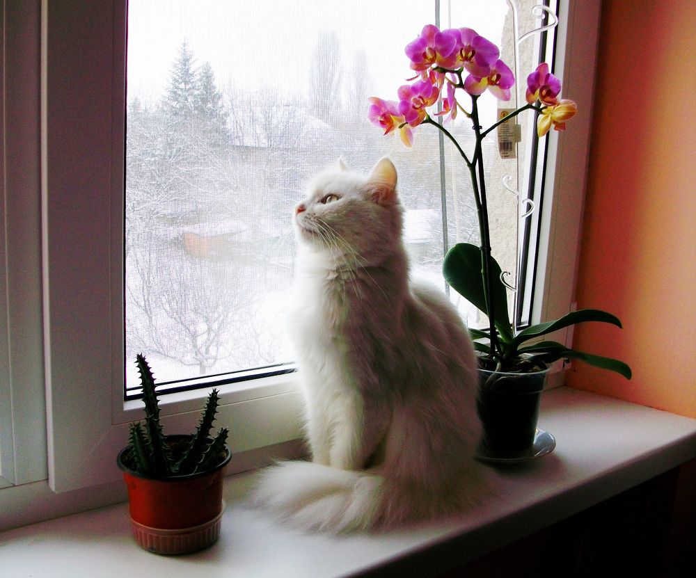 Photograph by Володимир Федишин