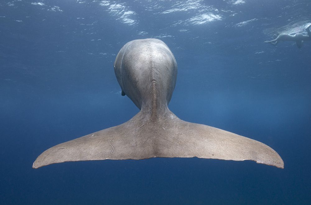 Photograph by Francis Glassup