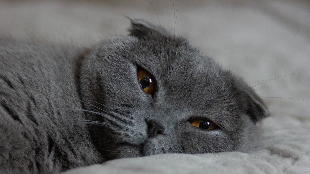 Photograph by Ирина Кошлюнова