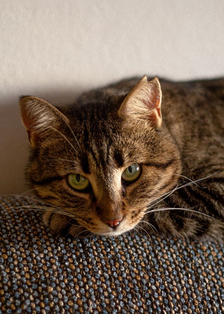 Кошачий взгляд