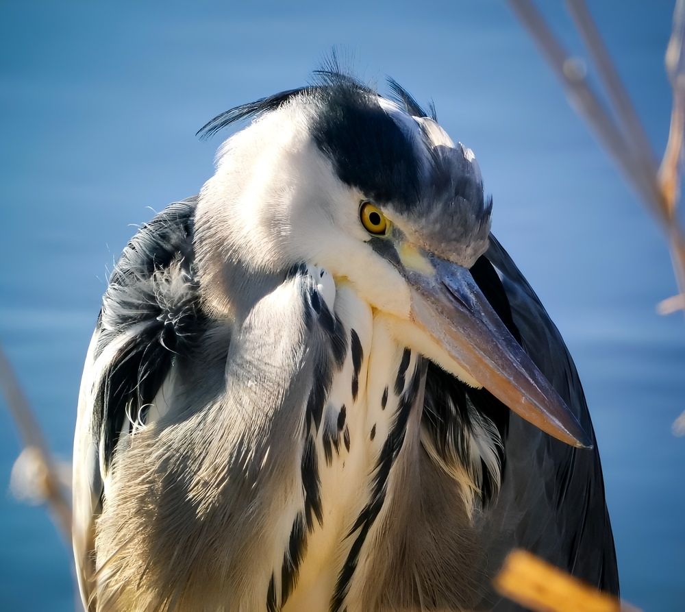 Фотография автора Michael Gault