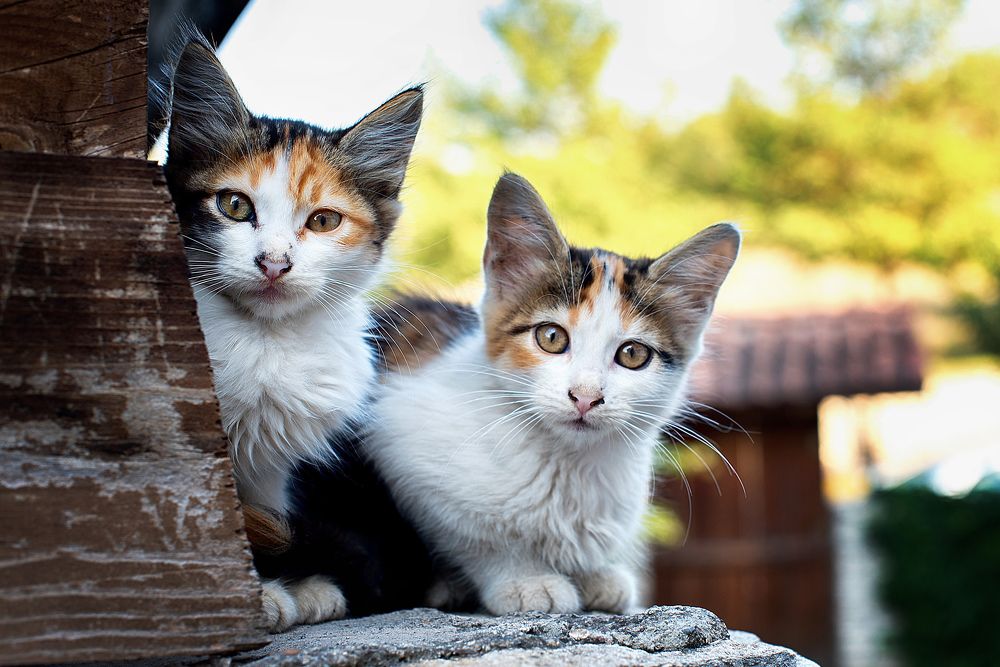 Фотография автора Ахмат Байсиев