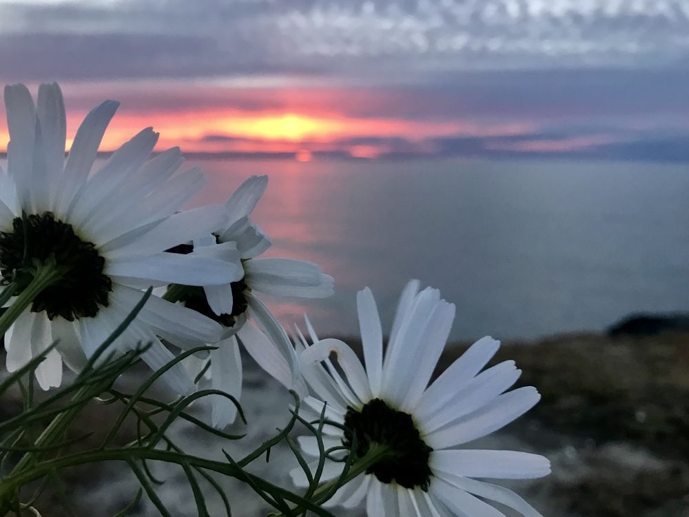Ромашковый закат