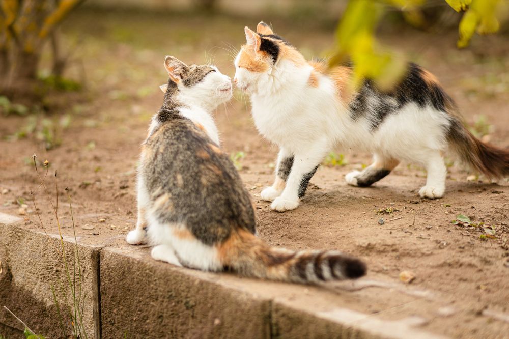 Photograph by Наталья Лукьянова