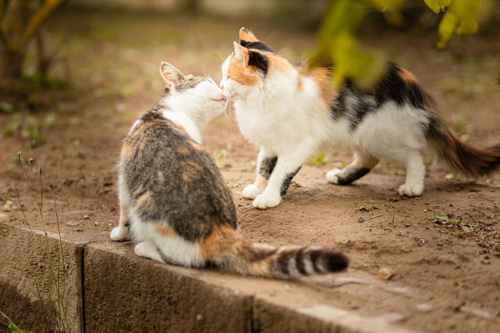 Photograph by Наталья Лукьянова