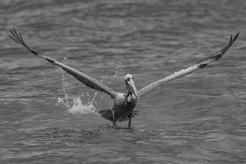 Фотография автора David Manusevich