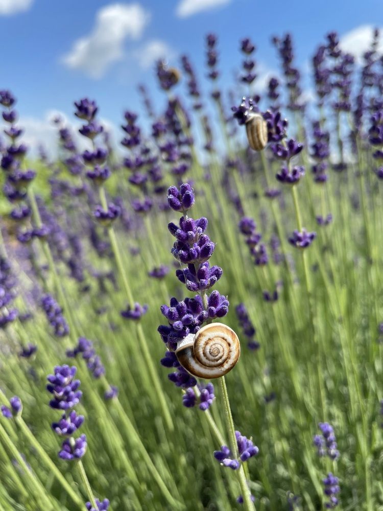 Photograph by Вероника Брацюн