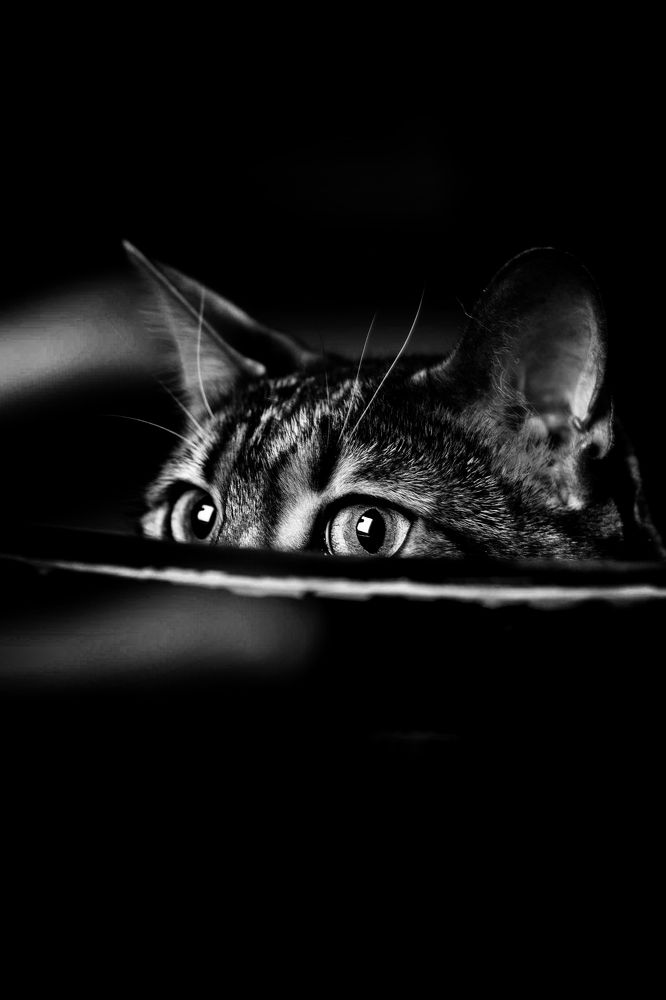 Photograph by Julien Bihan