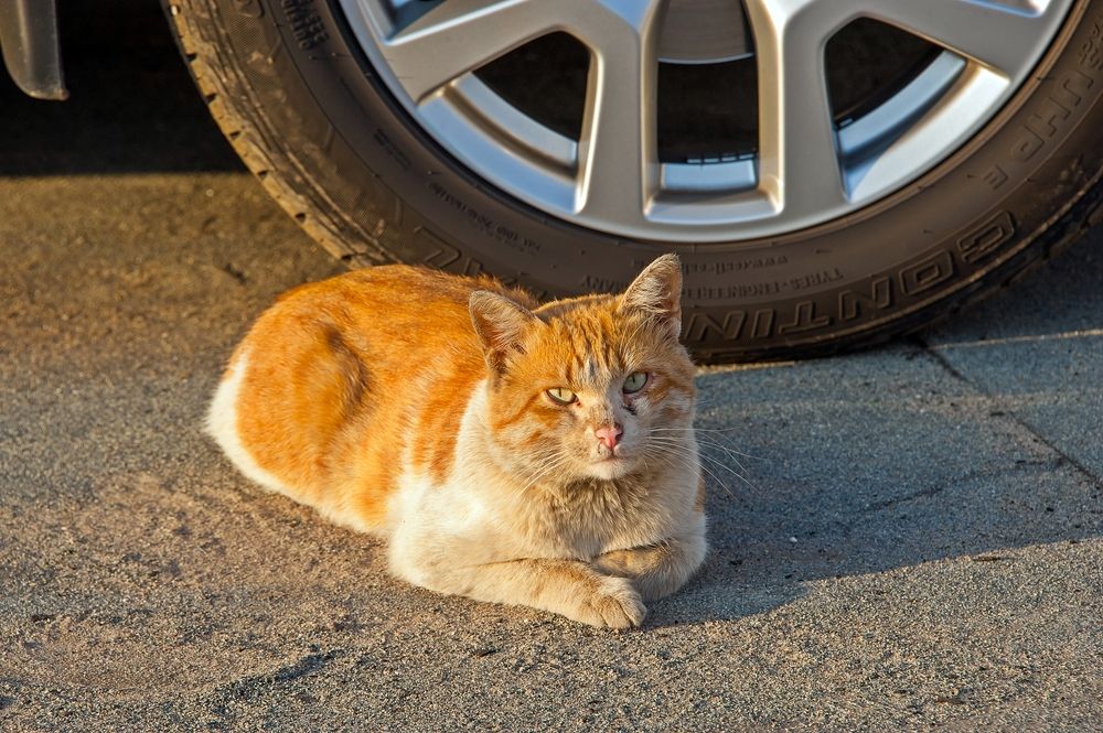 Photograph by Valery Kleymenov