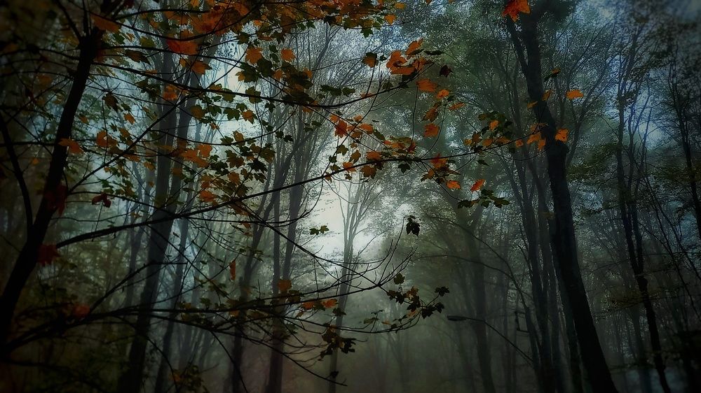 Photograph by shahin foroughi