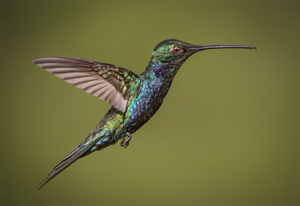 Blue-tufted Starthroat