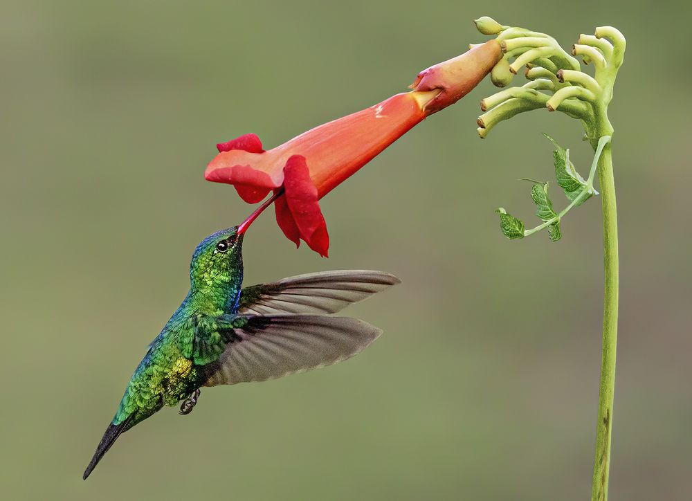 Hummingbird and red flower