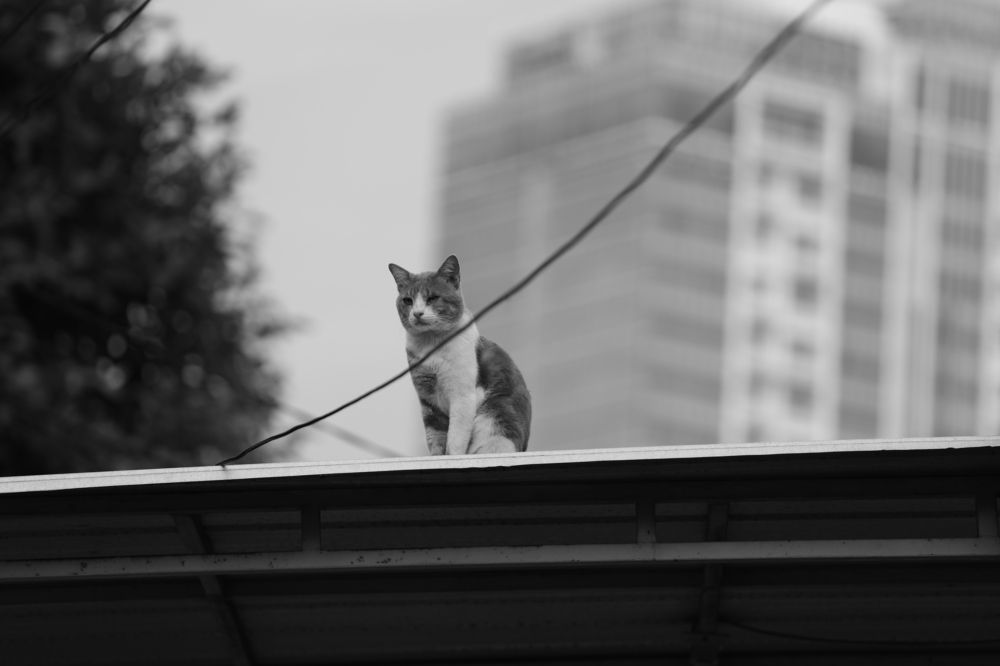 Photograph by Benny Momor