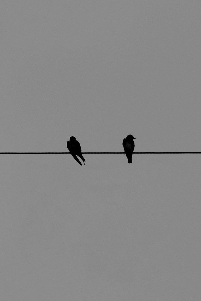 Two birds in a wire