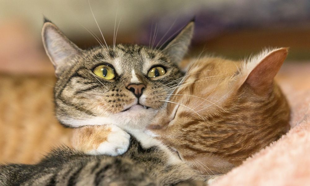 Рыжик и Мусенька