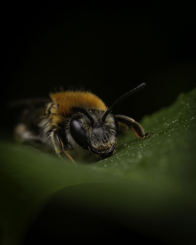 Photograph by Conner Head