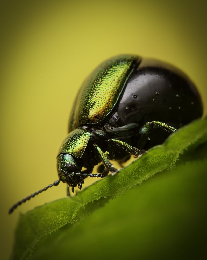 Female Green Dock Beetle