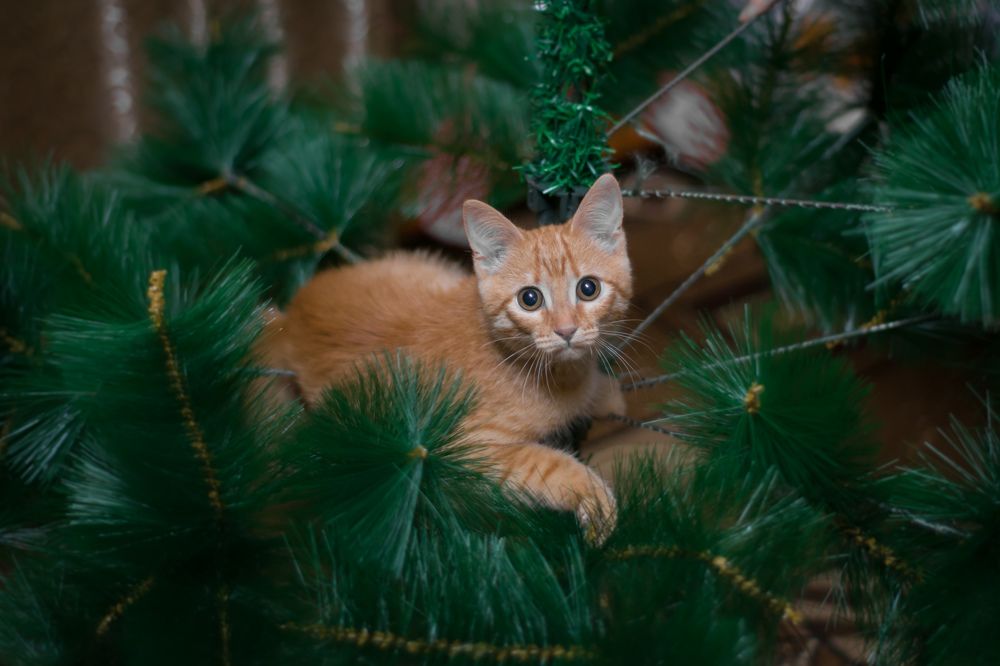 Photograph by Олег Бережных