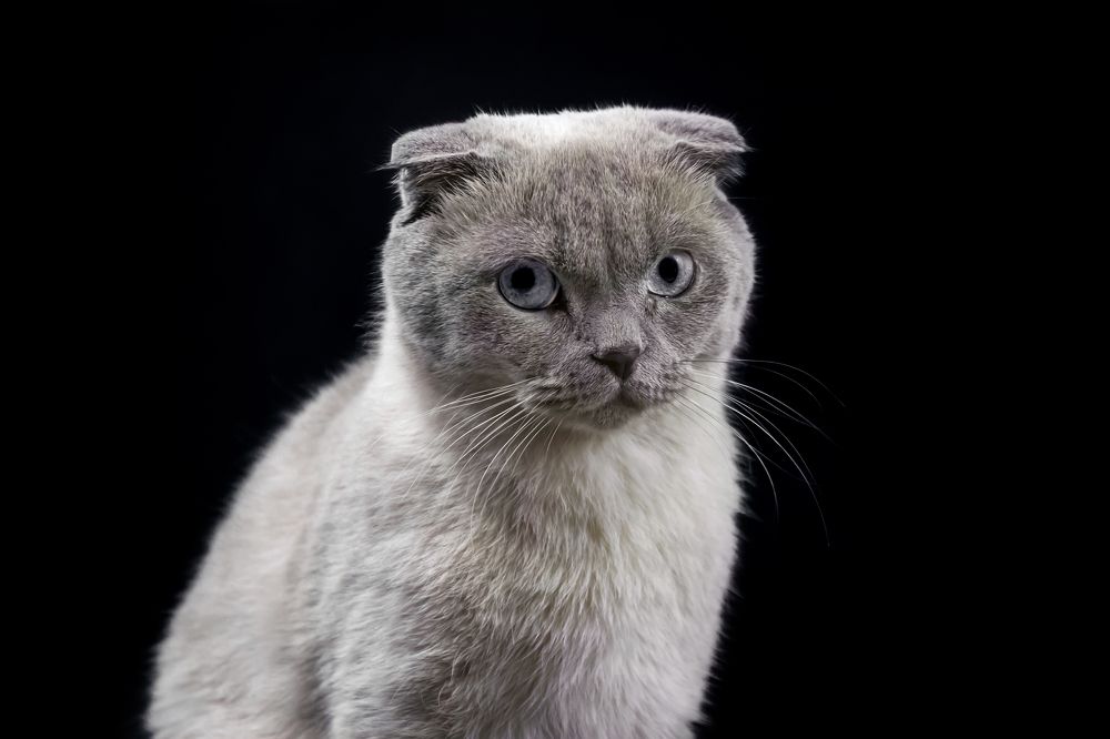 Просто "Кот"