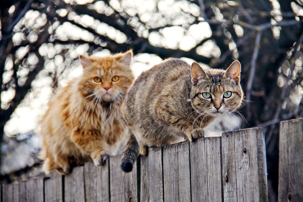 Photograph by Алексей Трифонов