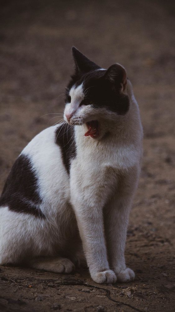 Фотография автора Nikita Gaidarenko