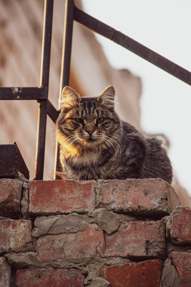 Фотография автора Nikita Gaidarenko