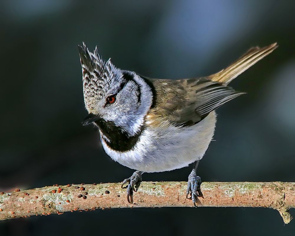 Photograph by Игорь Чеботарёв