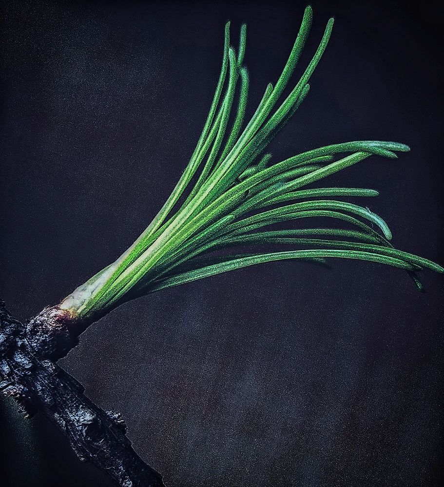 Photograph by Ольга Мартьянова