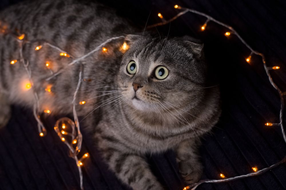 Photograph by Дмитрий Кононенко